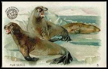8 Fur Seals